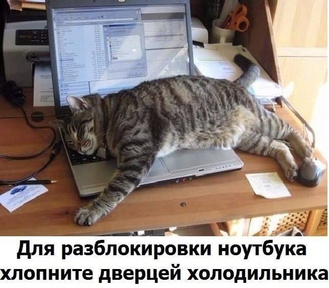 Кот лежит на ноутбуке. Когда решение проблем лежит на другом уровне